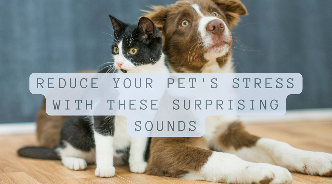 Reduce Your Pet's Stress with These Surprising Sounds - Find Out Which Ones Really Work!
